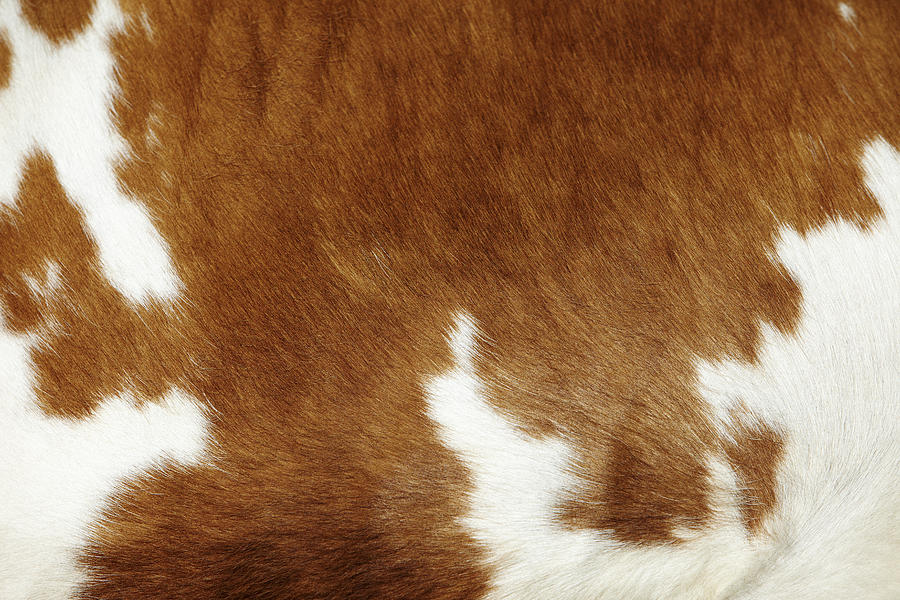 Cow hide Photograph by Richard James Taylor
