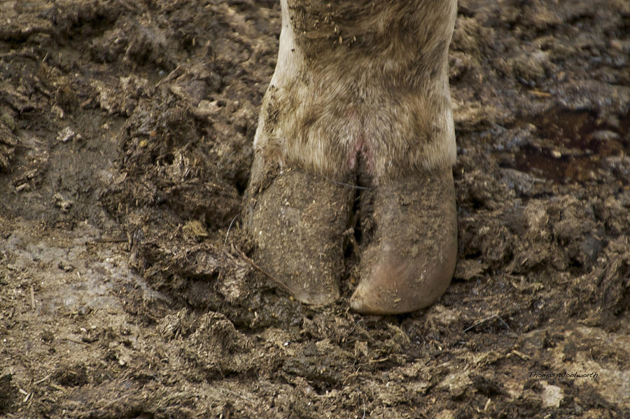 Cow Hoof Photograph by Thomas Woolworth