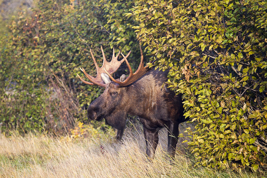 Cow Hunter Photograph by Doug Lloyd - Fine Art America