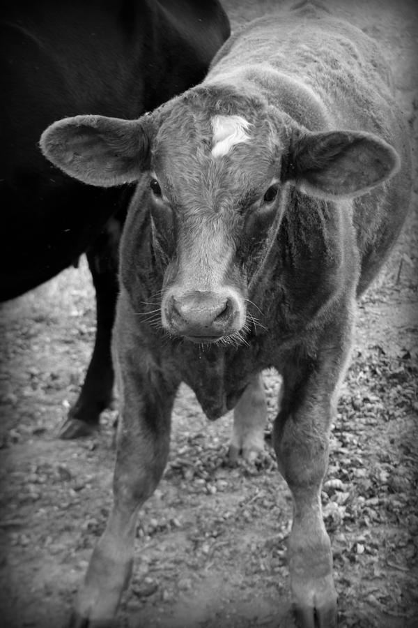 Cow II Photograph by Kelly Hazel