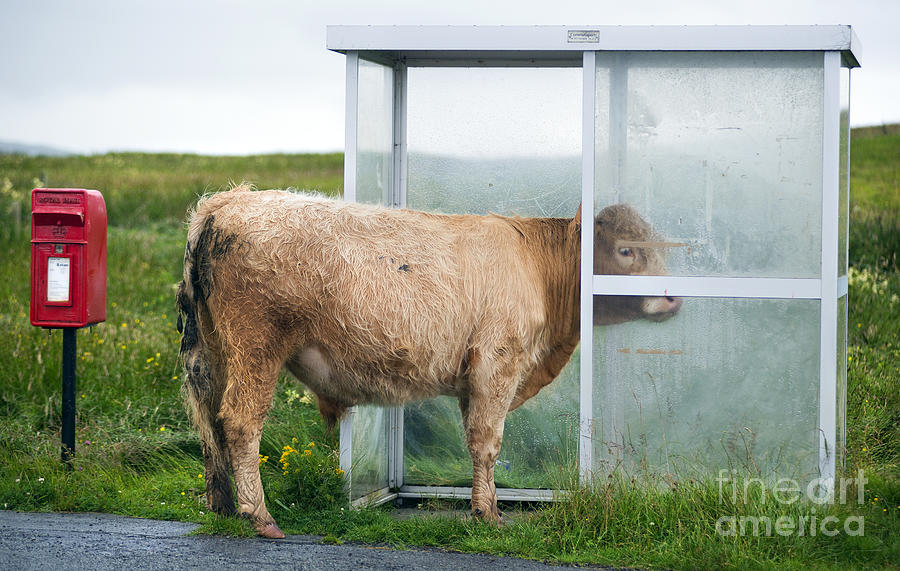 Cow in a Bus Shelter Photograph by David Lichtneker