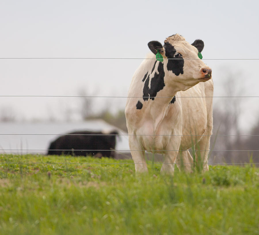 Cow in a Field Photograph by Melinda Fawver