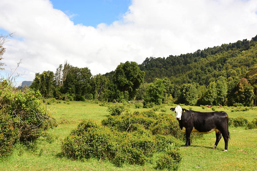Cow in a meadow. Chile Photograph by Antonio Salinas L.
