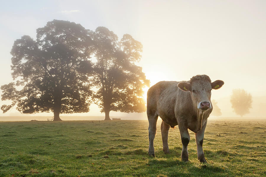 Cow In Field, Sunrise, Usk Valley Photograph by Peter Adams