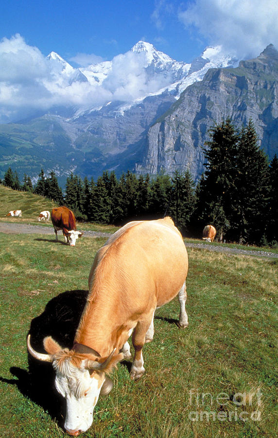 Cow In Field, Switzerland Photograph by Wysocki
