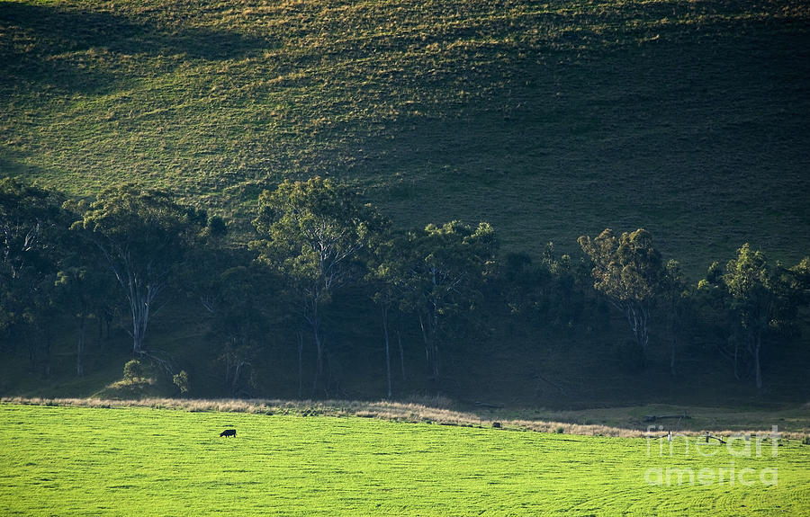 Nature Photograph - Cow in Field by THP Creative