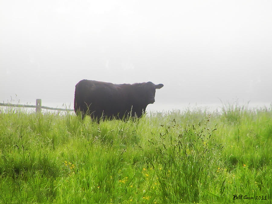 Cow in Fog Photograph by Bill Cannon