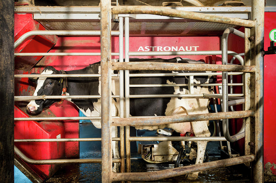 Cow In Milking Machine Photograph by Aberration Films Ltd