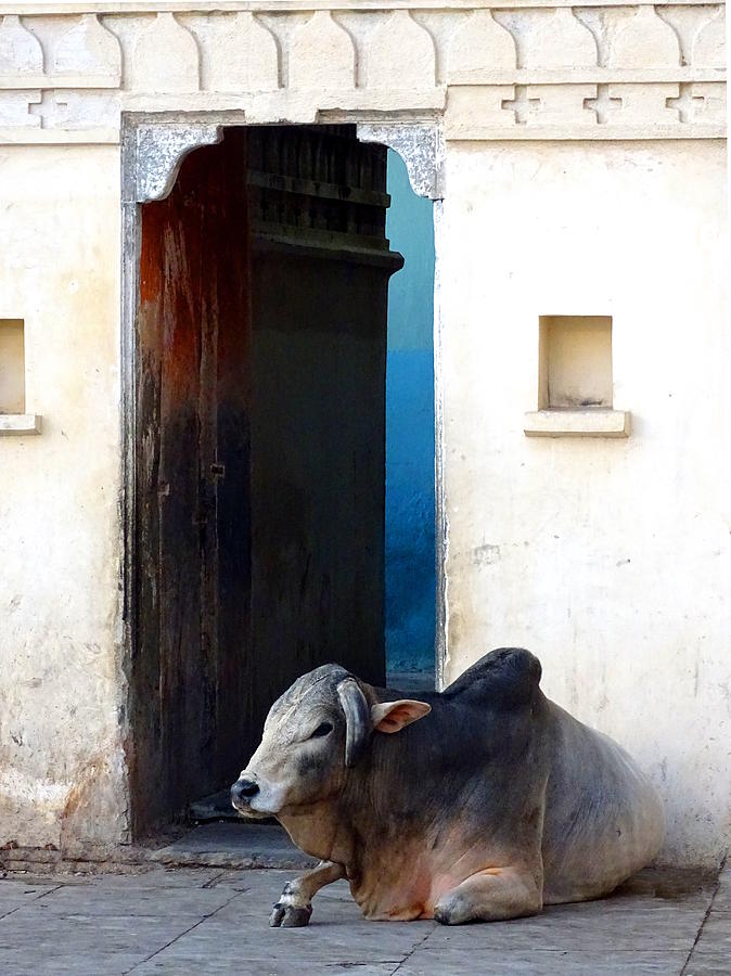 Cow in Temple Udaipur Rajasthan India Photograph by Sue Jacobi