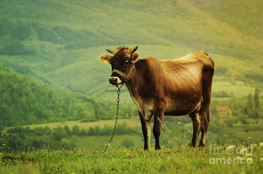Nature Photograph - Cow in the Field by Jelena Jovanovic