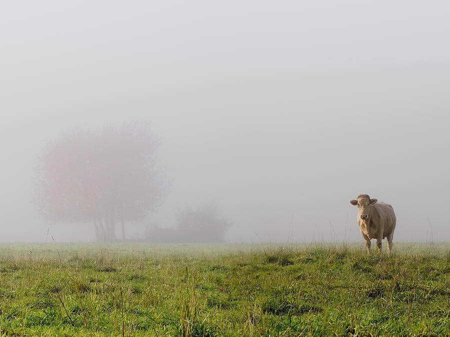Cow In The Fog Photograph by By Mediotuerto