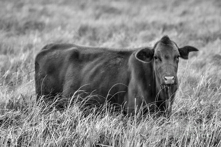 Cow in the Marshes of Cameron Parish Louisiana Photograph by D Wallace
