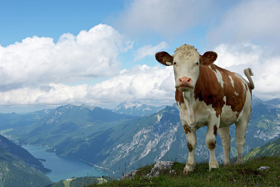 Cow In The Mountains Photograph by Ra-photos