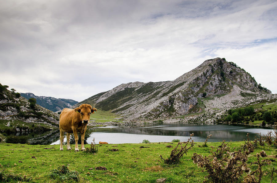 Cow In The Picos De Europa Photograph by Megan Ahrens
