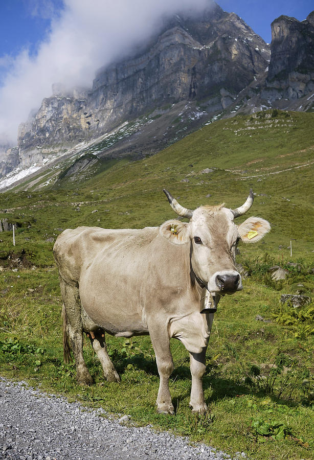 Cow In The Swiss Alps Photograph by Photography By Daniel Frauchiger, Switzerland