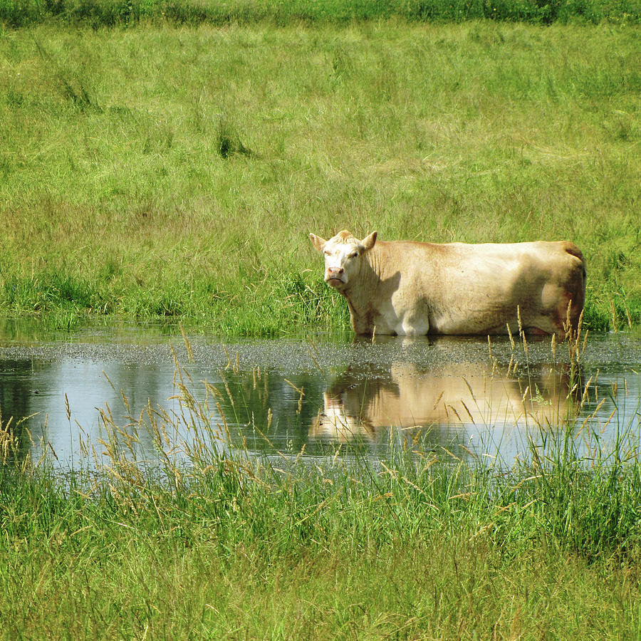 Cow In Water by Francois Dion