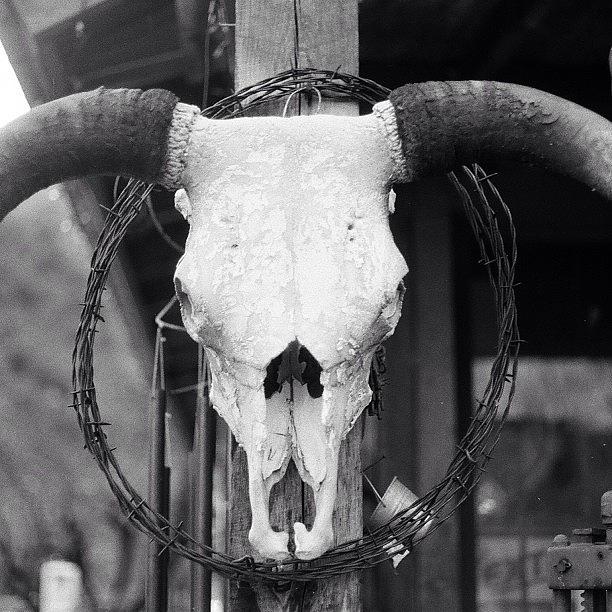 Skull Photograph - #cow by Kelly Hasenoehrl