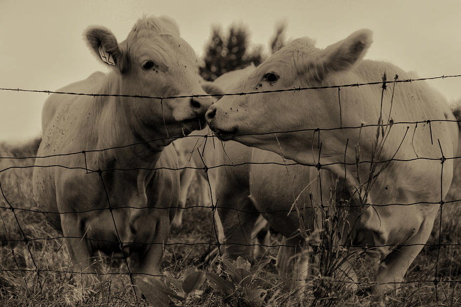 Cow Kisses Photograph by Jim Vance