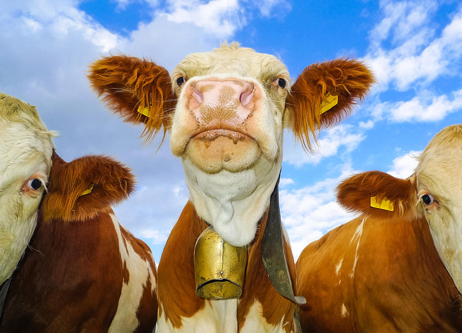 Cow looking at you - funny animal picture Photograph by Matthias Hauser