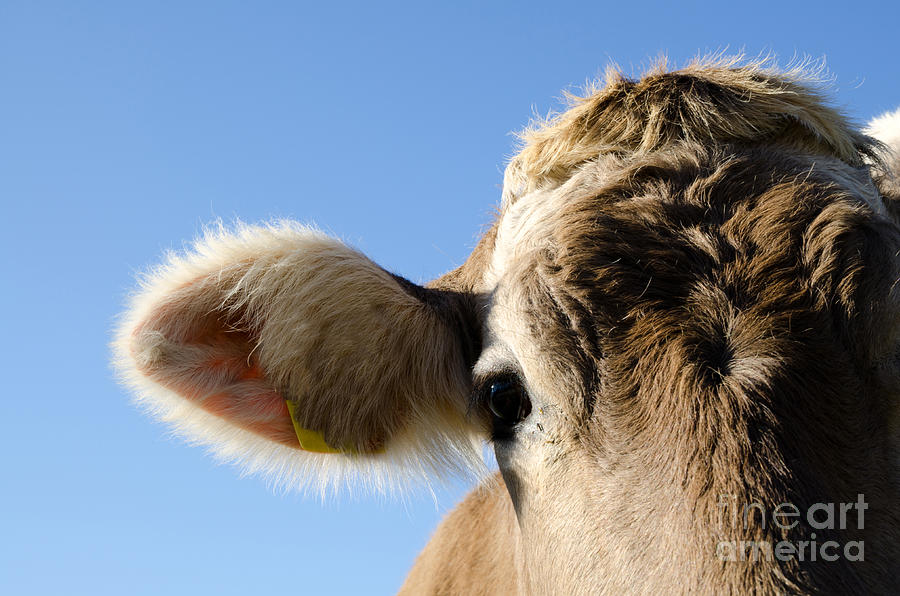 Cow Photograph by Mats Silvan