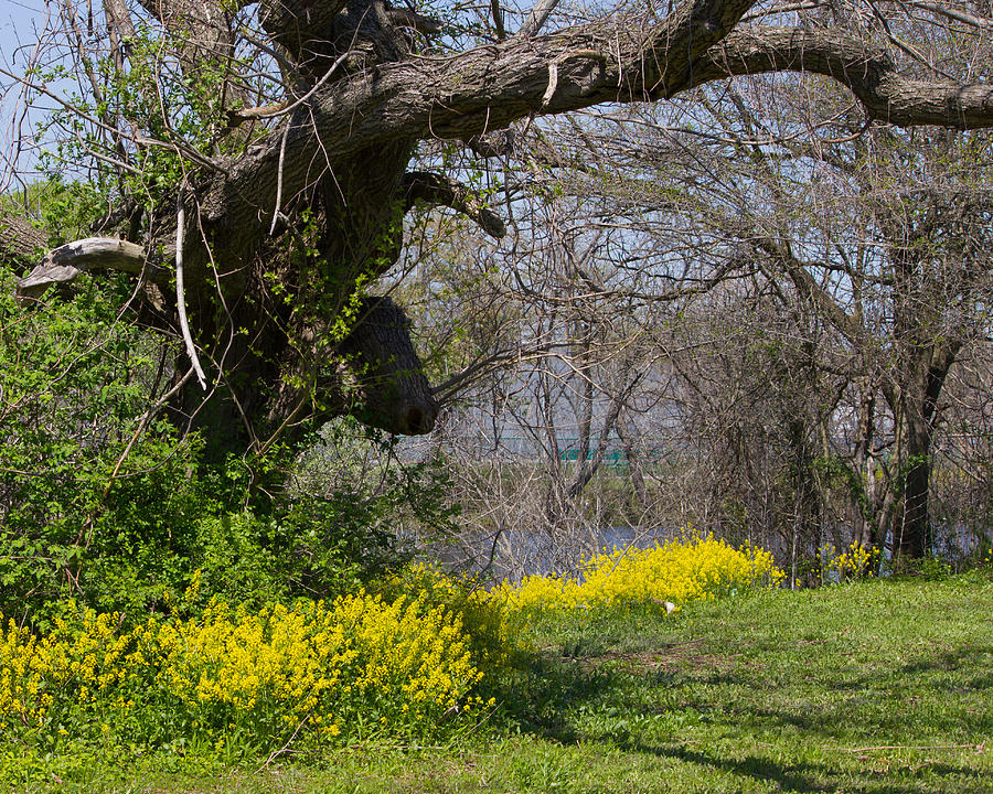 Cow Meadow Park 2 Photograph by Jose Oquendo