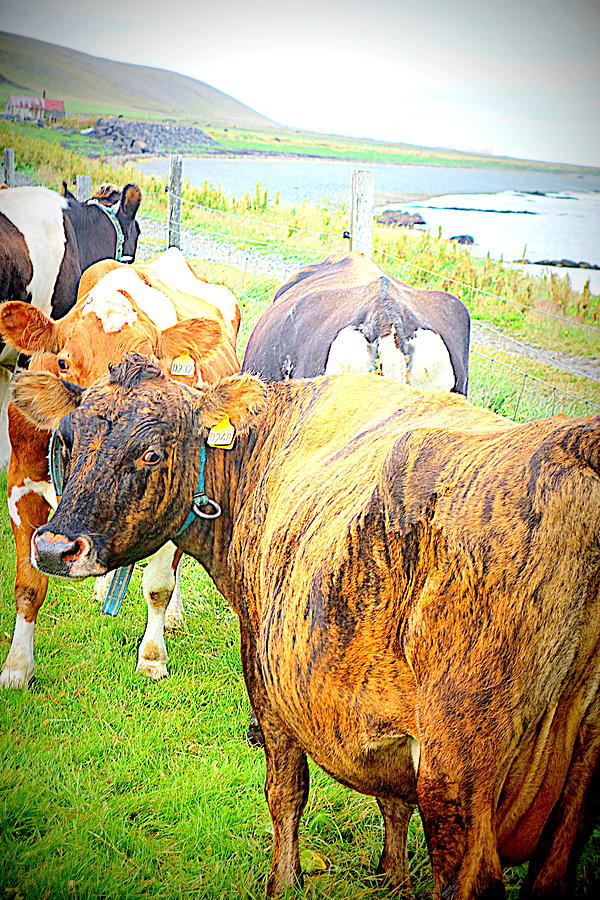 Cows Are Also Having Their Meetings Photograph by Hilde Widerberg