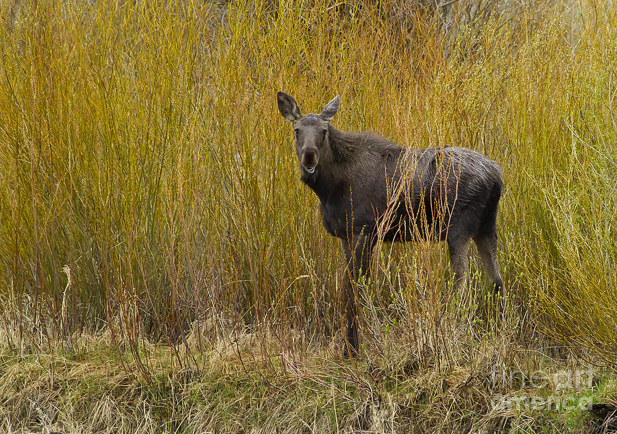 Yellowstone National Park Photograph - Cow Moose   #1642 by J L Woody Wooden