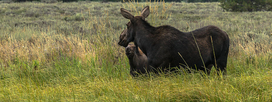 Cow Moose And Calf At Dawn Photograph by Yeates Photography
