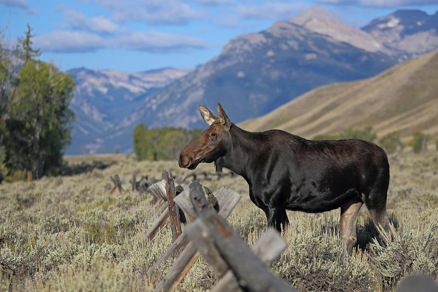 Cow Moose in Grand Tetons National Park Photograph by Jean Clark