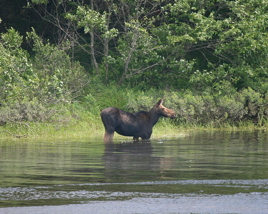 Moose Photograph - Cow Moose River Snack by Neal Eslinger