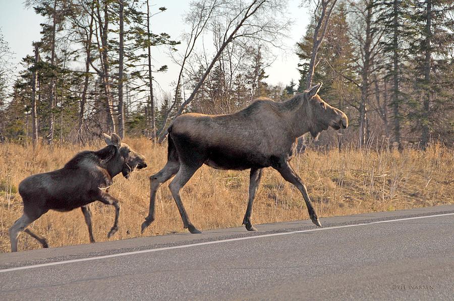 Cow Moose with Baby Photograph by Dyle   Warren