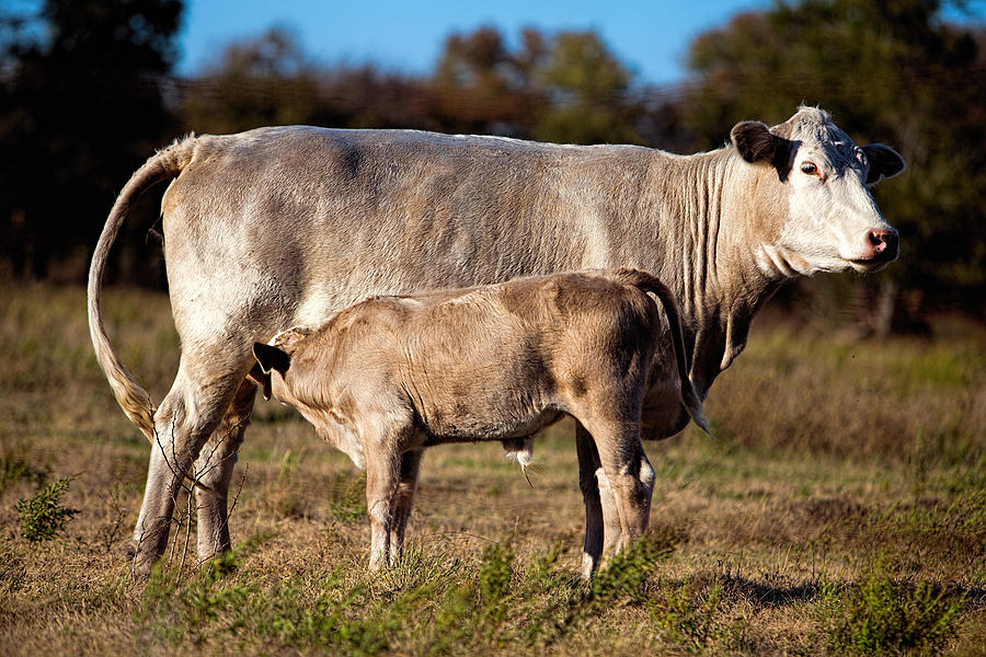 Cow Nursing Her Calf Photograph by Linda Phelps