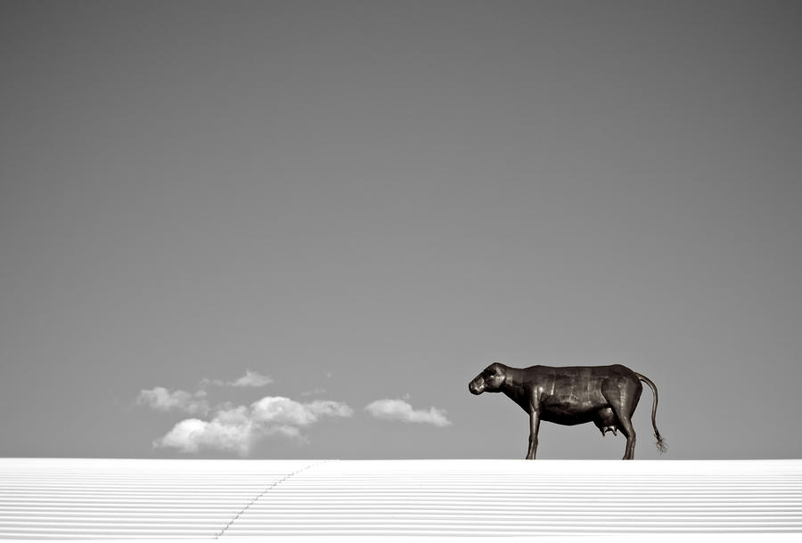 Landscape Photograph - Cow On A Hot Tin Roof   BW by Mary Lee Dereske