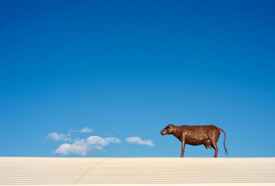 Landscape Photograph - Cow On A Hot Tin Roof by Mary Lee Dereske