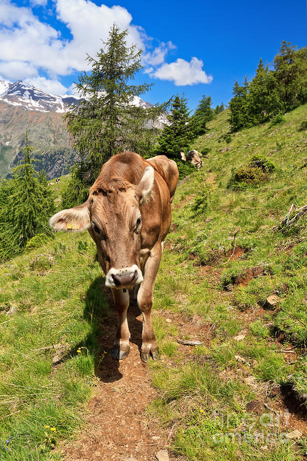 Cow on alpine path Photograph by Antonio Scarpi