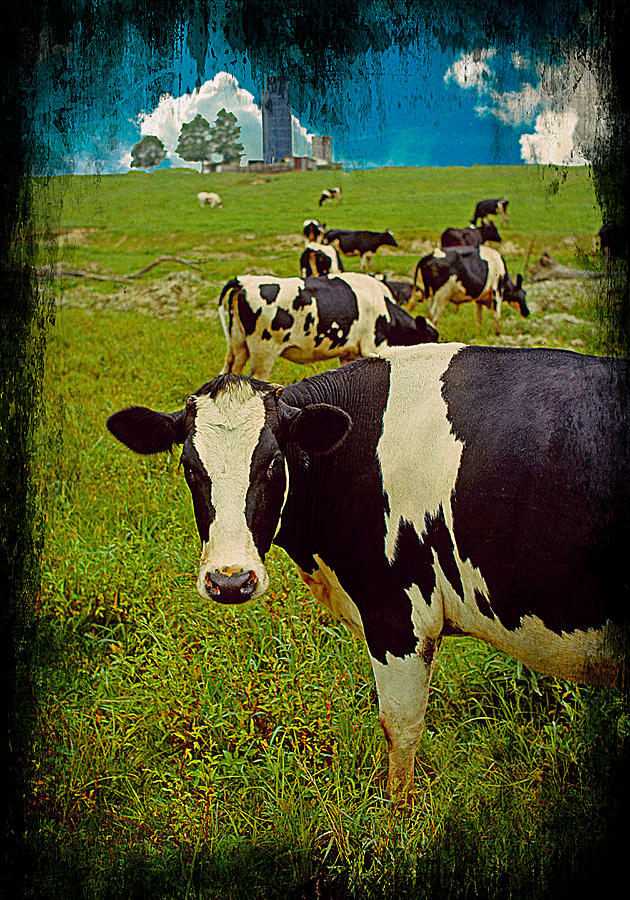 Cow on farm version - 2 Photograph by Larry Mulvehill