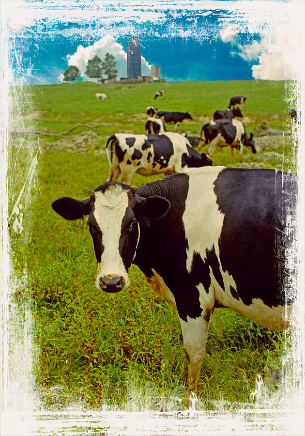 Cow On Farm Version - 4 Photograph by Larry Mulvehill