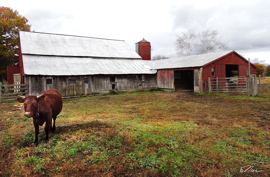 Cow on the Farm Photograph by Nancy Griswold