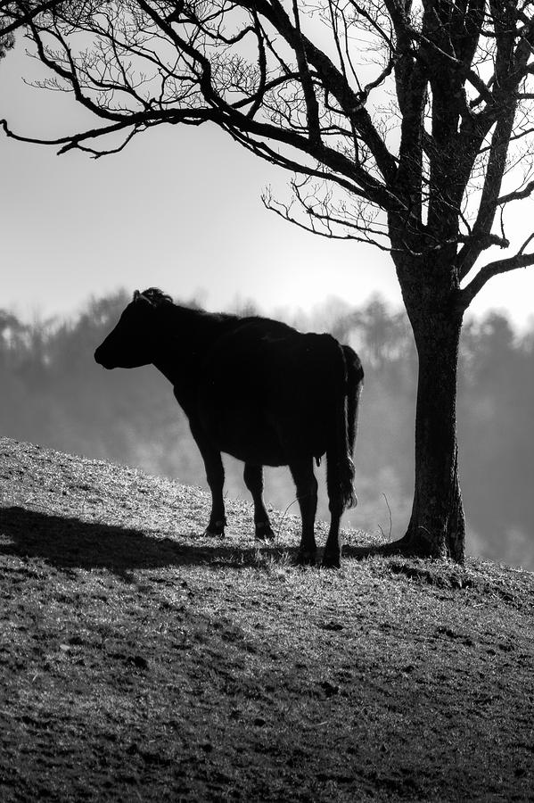 Cow On The Hill Photograph by Michael Eingle