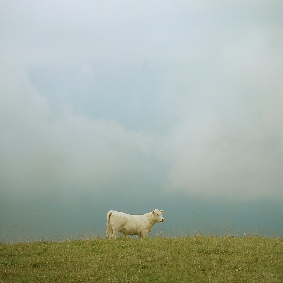 Cow On Top Of A Hill Photograph by Francois Dion Cow On Top Of A Hill Photograph by Francois Dion