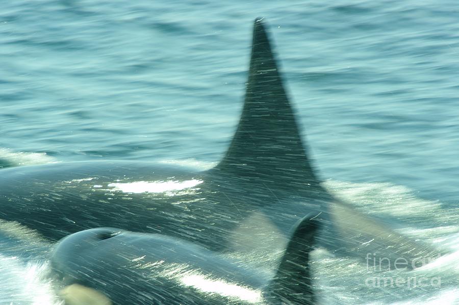 Cow Orca And Her Calf Photograph by Jeff Swan