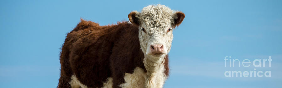 Cow Photograph - Cow Panoramic Portrait by Edward Fielding