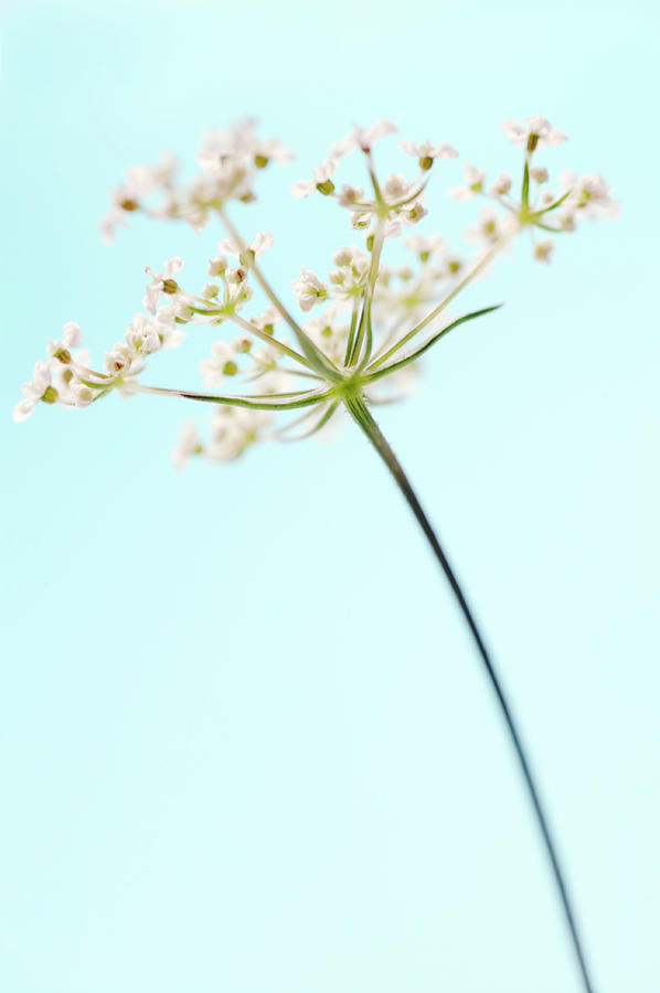 Nature Photograph - Cow Parsley (anthriscus Sylvestris) by Gustoimages/science Photo Library