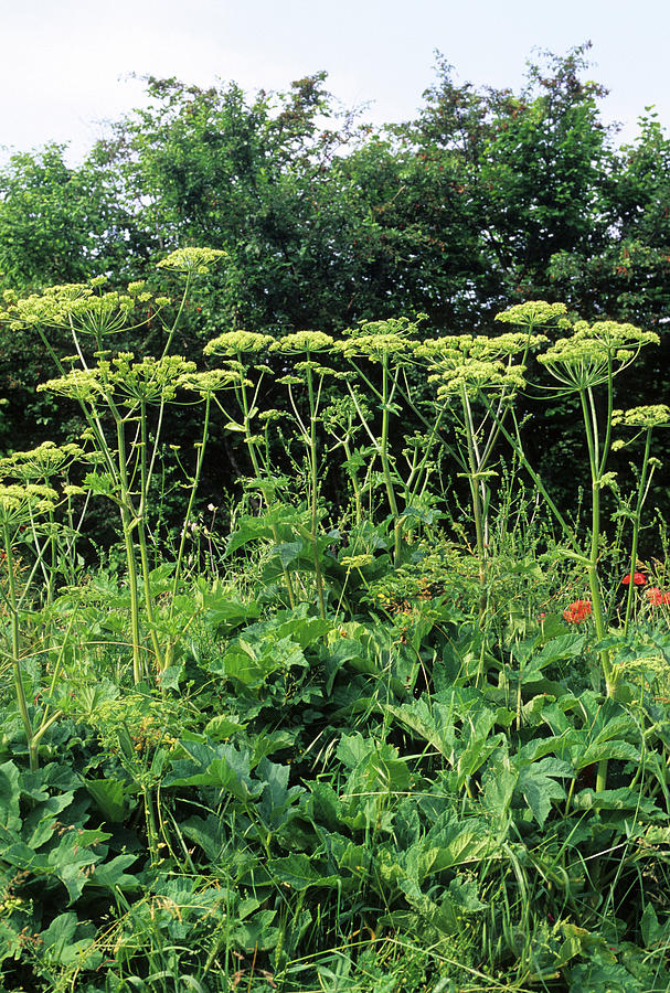 Cow Parsnip (heracleum Sphondylium) Photograph by Bruno Petriglia/science Photo Library