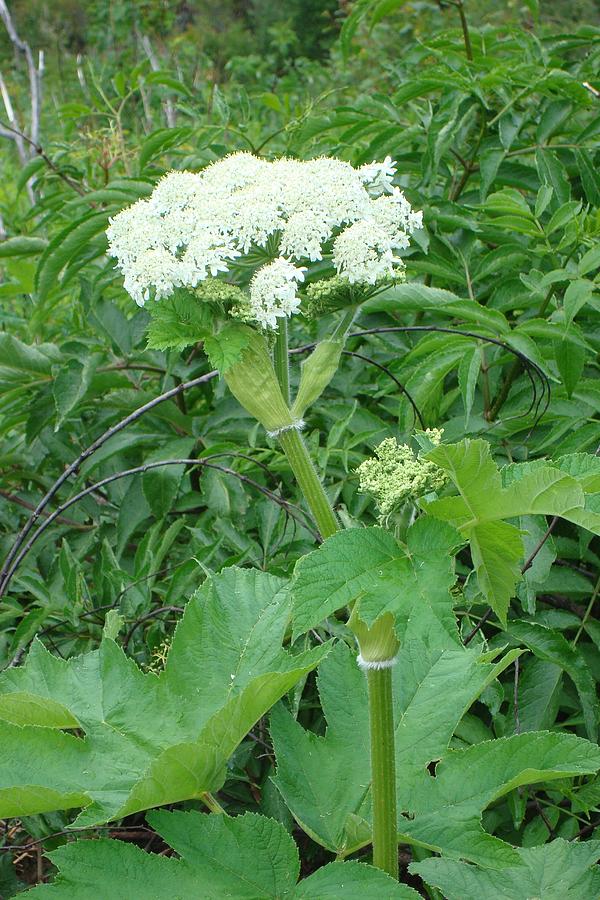 Cow Parsnip Photograph by Susan Woodward