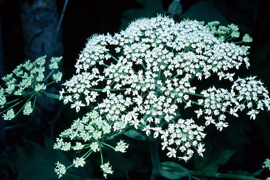 Cow Parsnip Photograph by Tom Branch