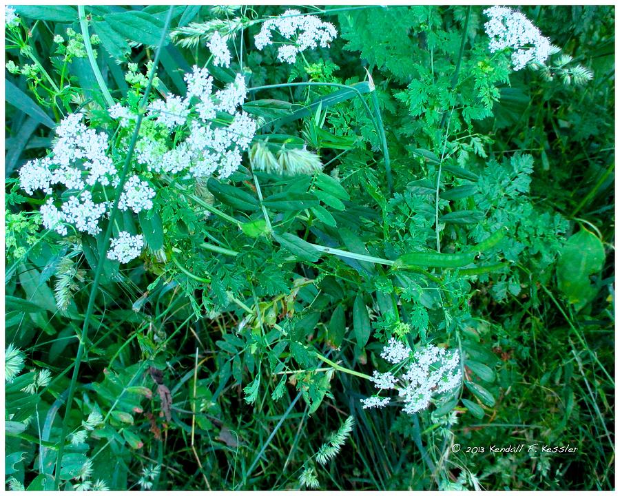 Cow Parsnip Photograph - Cow Parsnip Twirl by Kendall Kessler