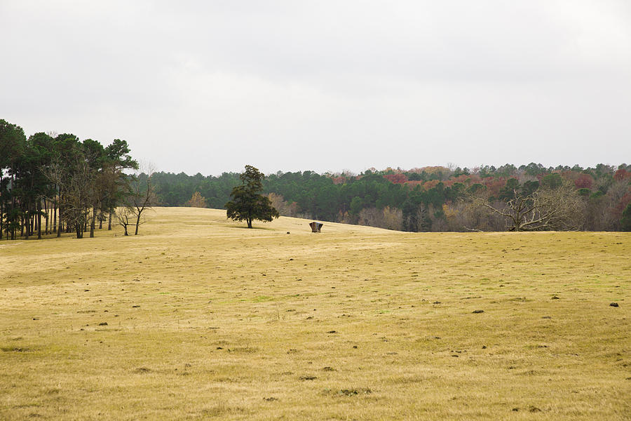 Fall Photograph - Cow Pasture 2 by Mez
