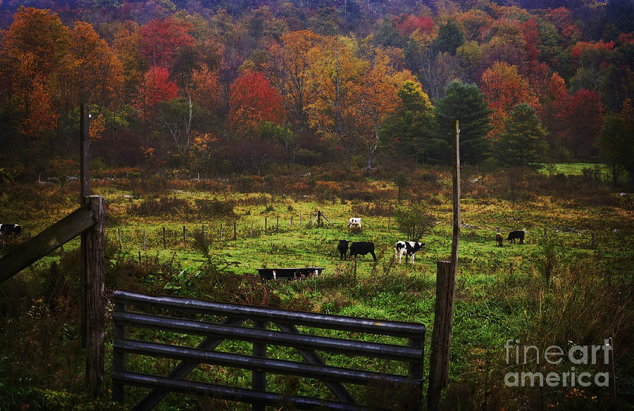 Cow Pasture in Autumn Photograph by Debra Fedchin