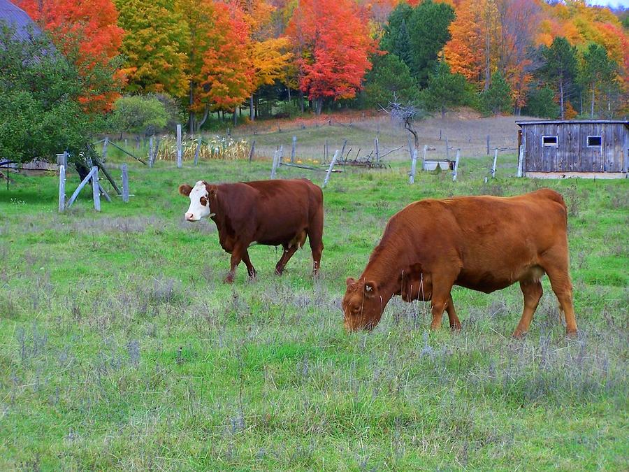 Cow Pasture Photograph by Kathleen Luther